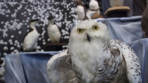 ARKTYKA I ANTARKTYKA - 200 LAT POLSKICH BADAŃ POLARNYCH" - WYSTAWA POLARNA W MUZEUM IM. J. MALCZEWSKIEGO W RADOMIU